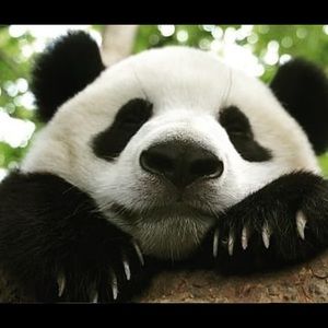 Meet your Posher, Dedra